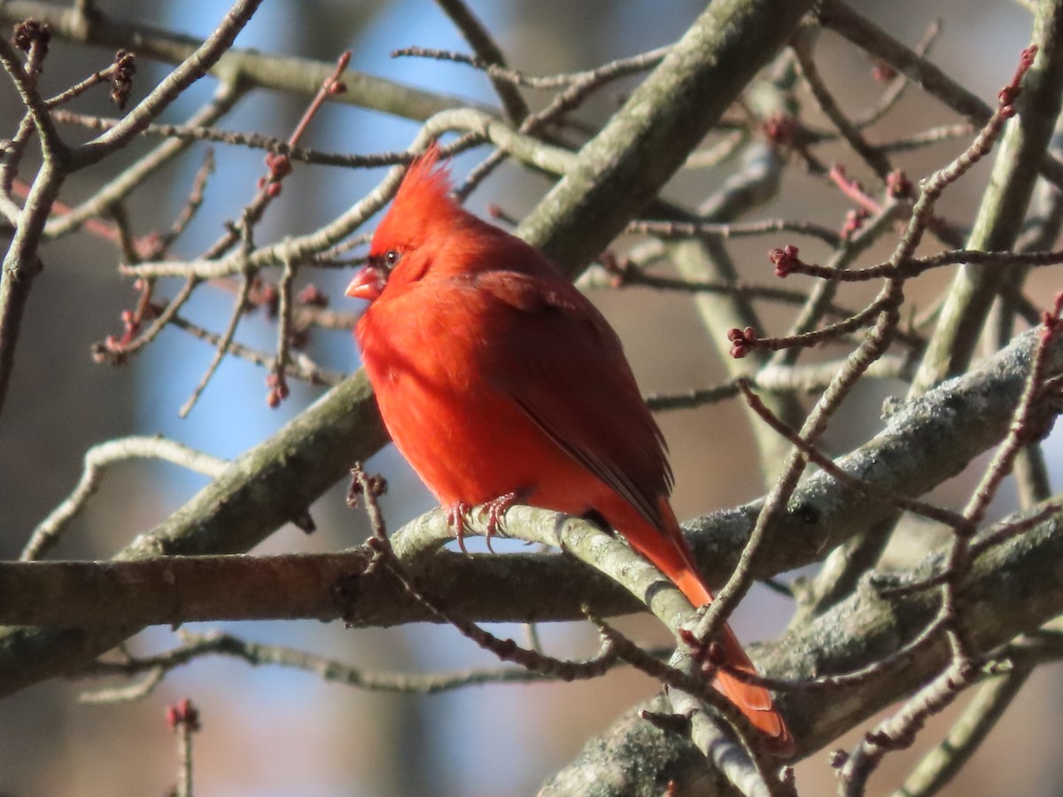 Northern Cardinal - ML627522410