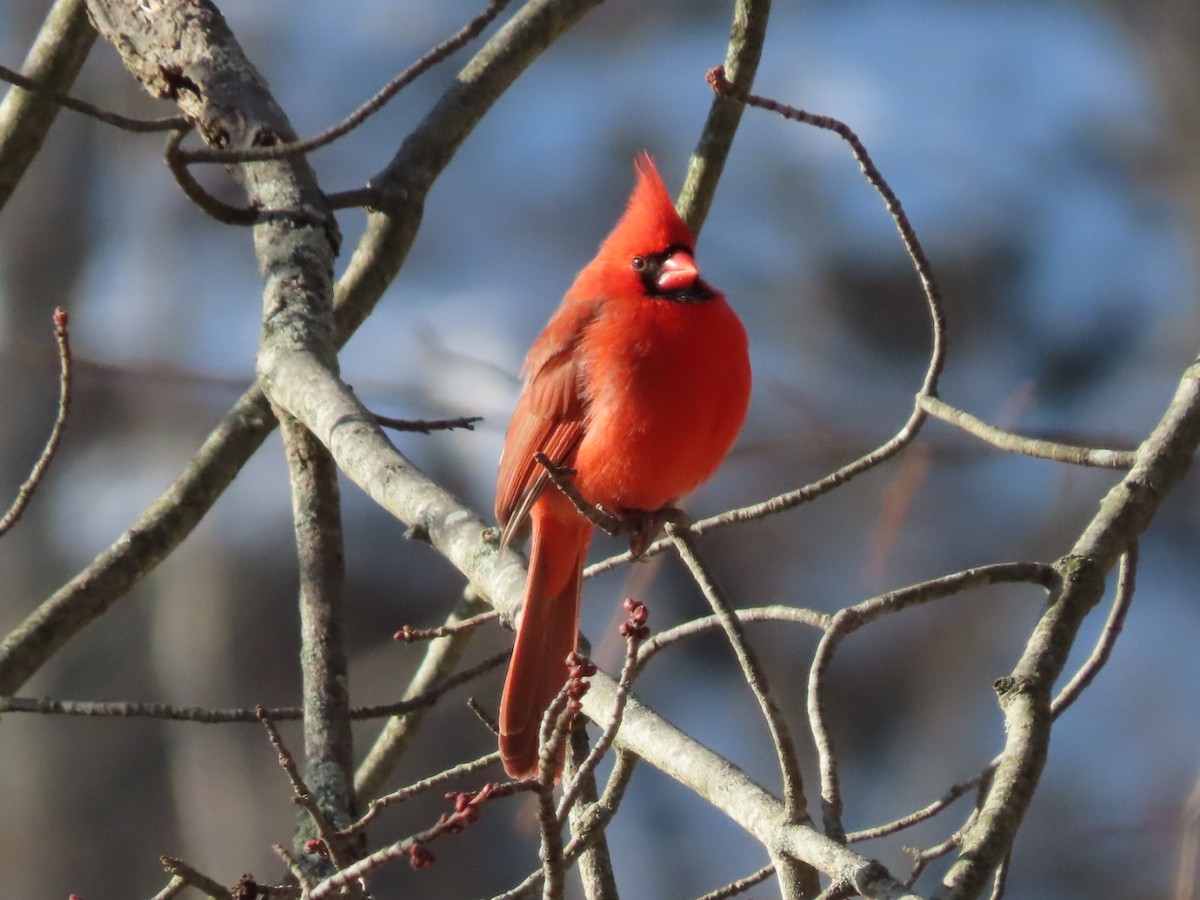 Northern Cardinal - ML627522411