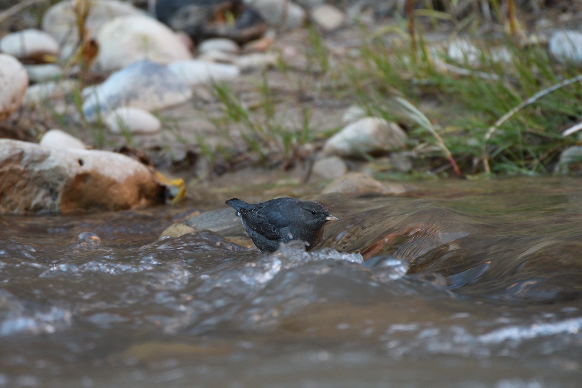 American Dipper - ML627522417