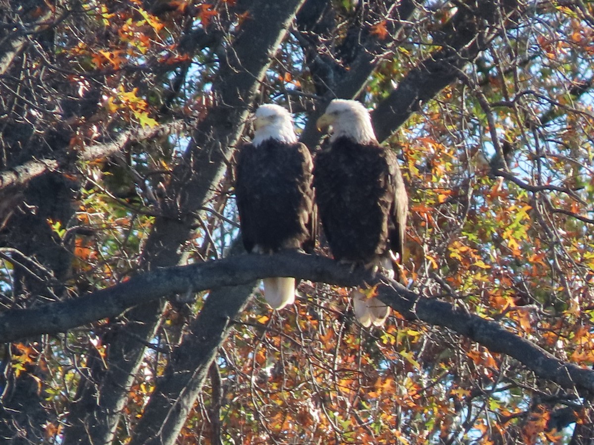 Bald Eagle - ML627522467