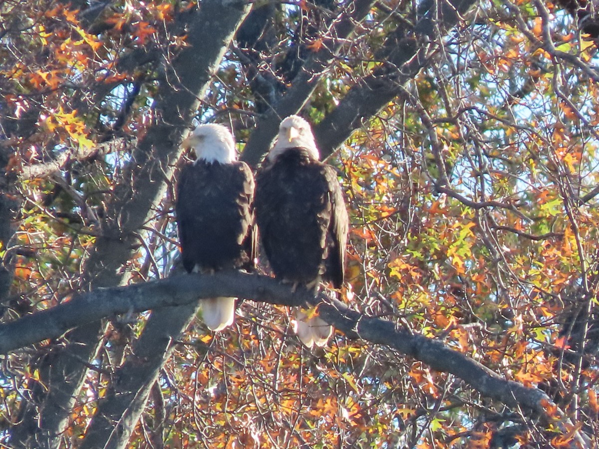 Bald Eagle - ML627522468