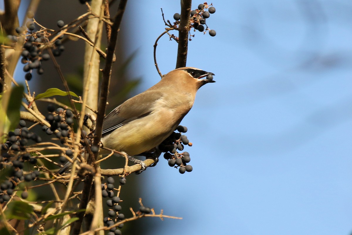 brkoslav americký - ML627522470