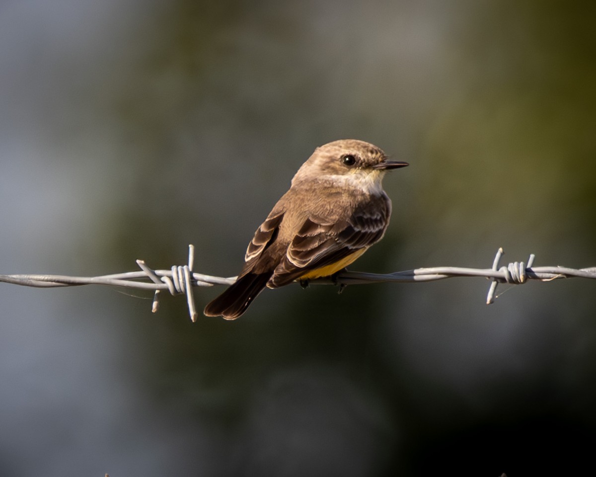 Vermilion Flycatcher - ML627522499