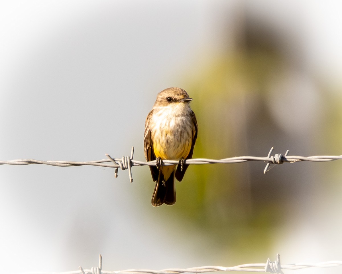 Vermilion Flycatcher - ML627522500