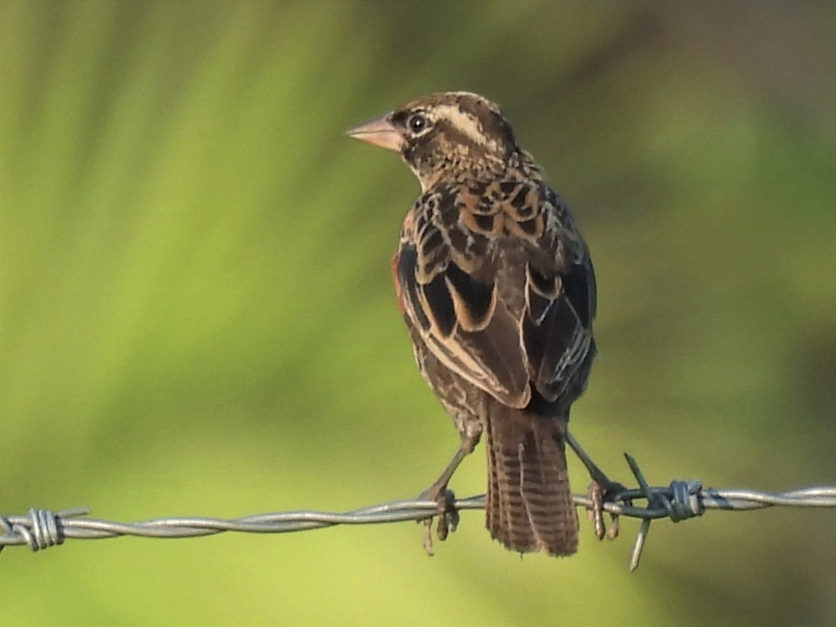 Red-breasted Meadowlark - ML627522562