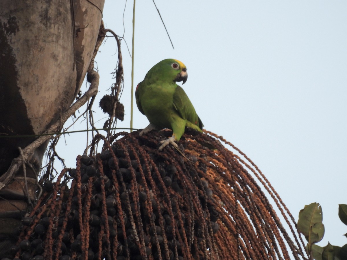 Yellow-crowned Amazon - ML627522585