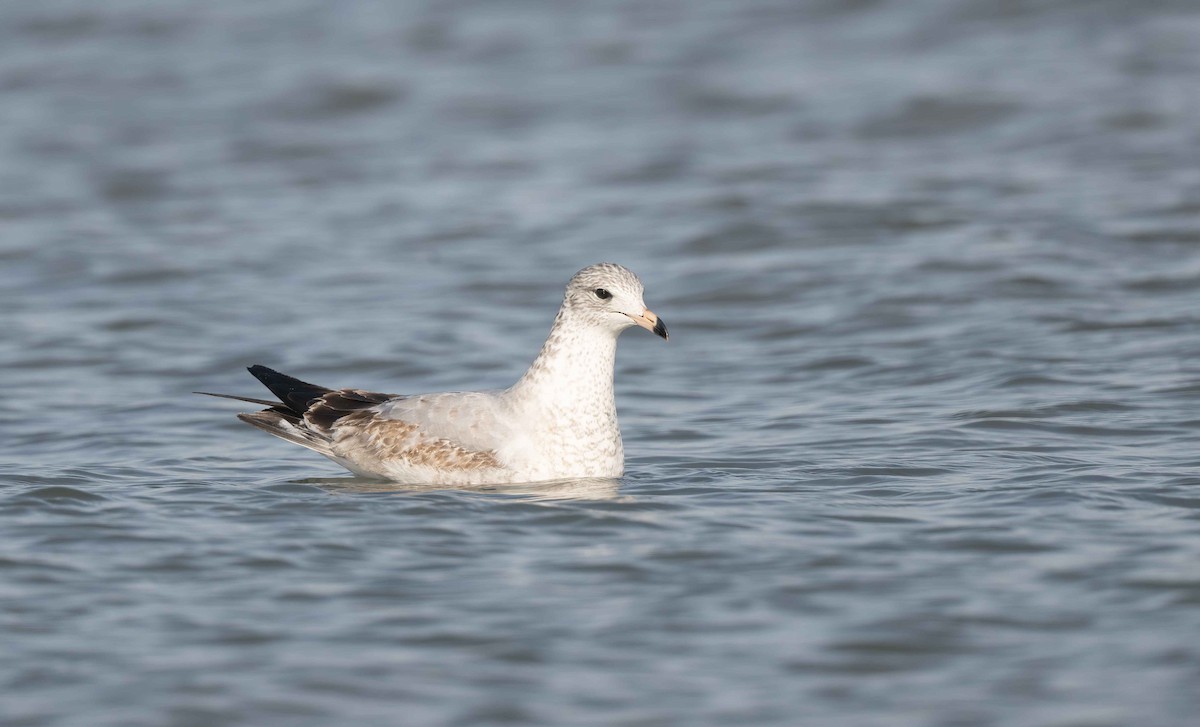 Gaviota de Delaware - ML627522665