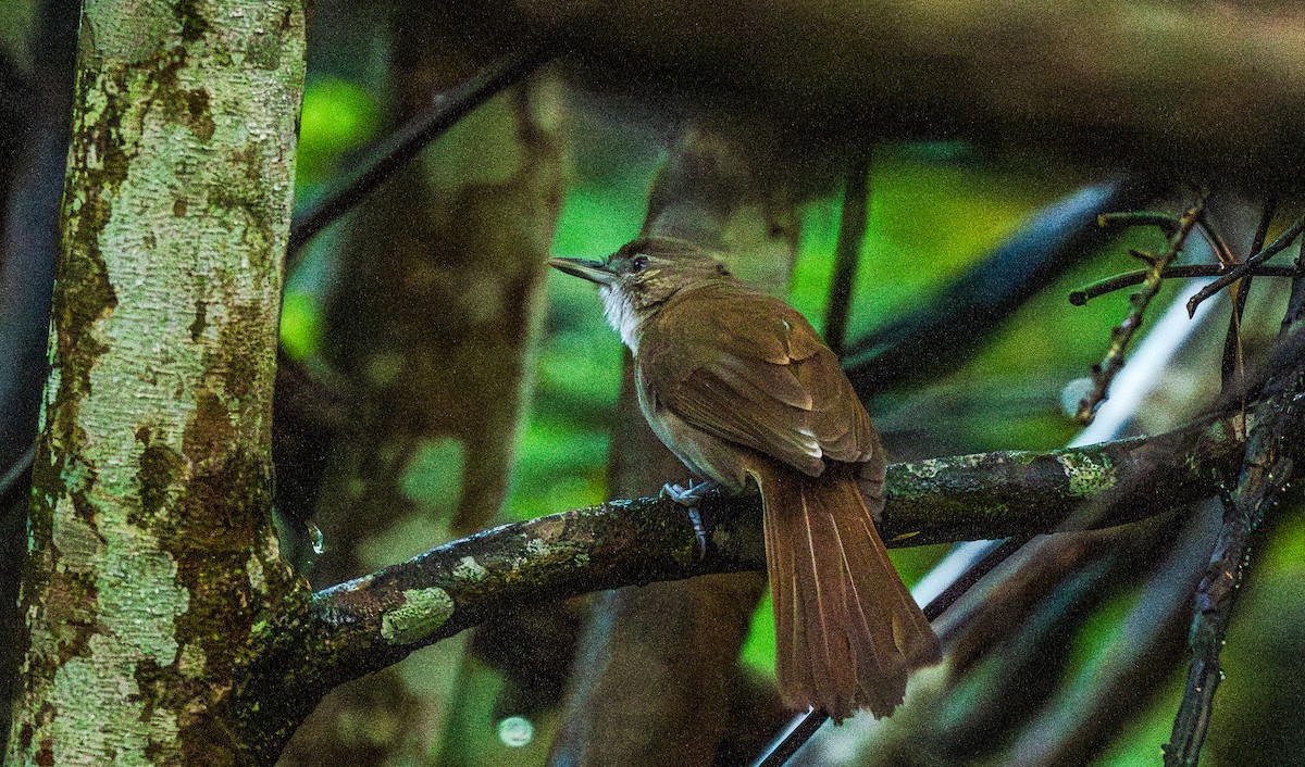 Terrestrial Brownbul - ML627522676