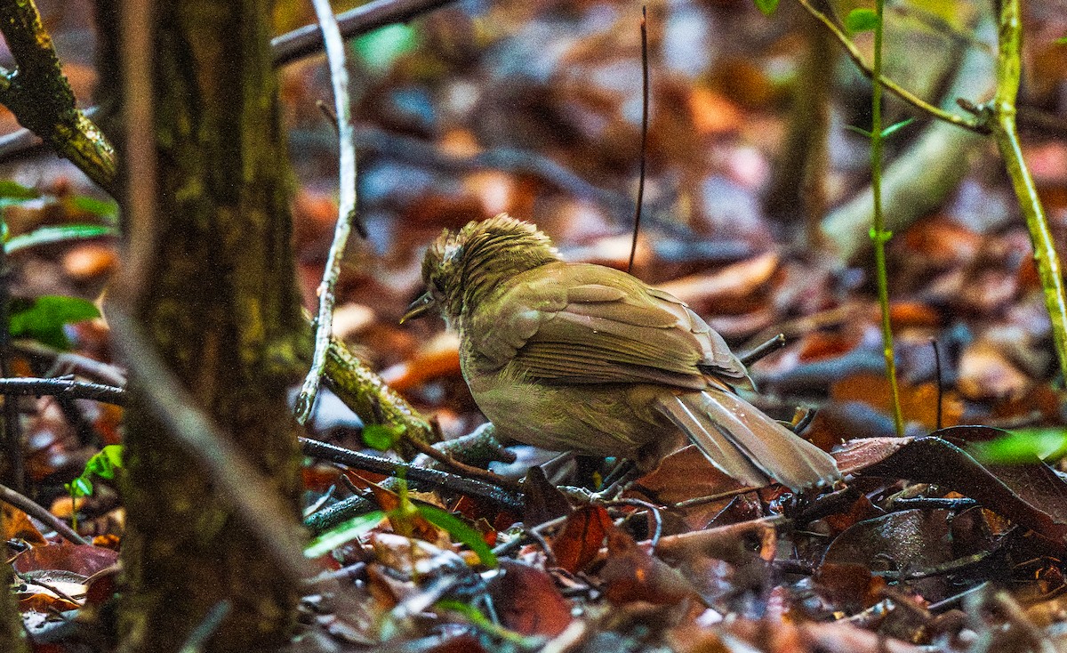 Terrestrial Brownbul - ML627522682