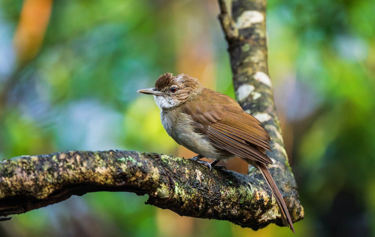 Terrestrial Brownbul - ML627522689