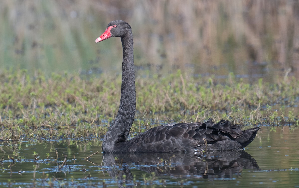 Black Swan - ML627522814