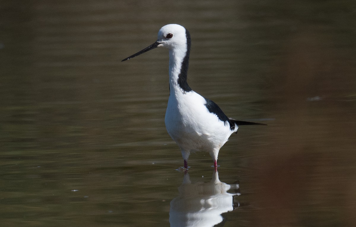 Pied Stilt - ML627522859