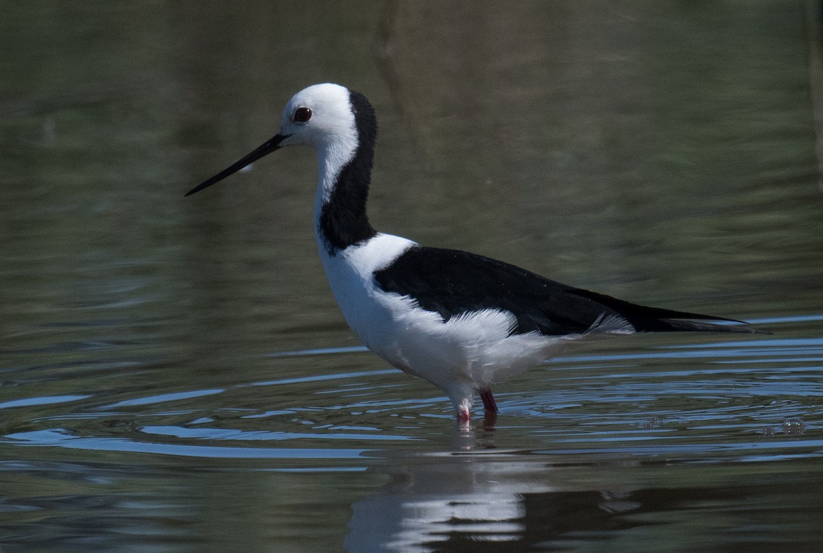 Pied Stilt - ML627522872