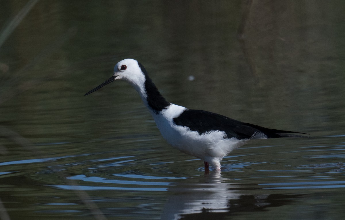 Pied Stilt - ML627522887