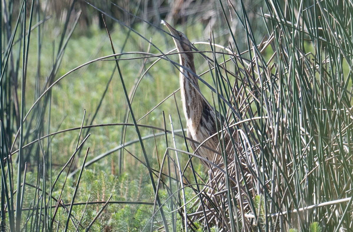 Australasian Bittern - ML627522904