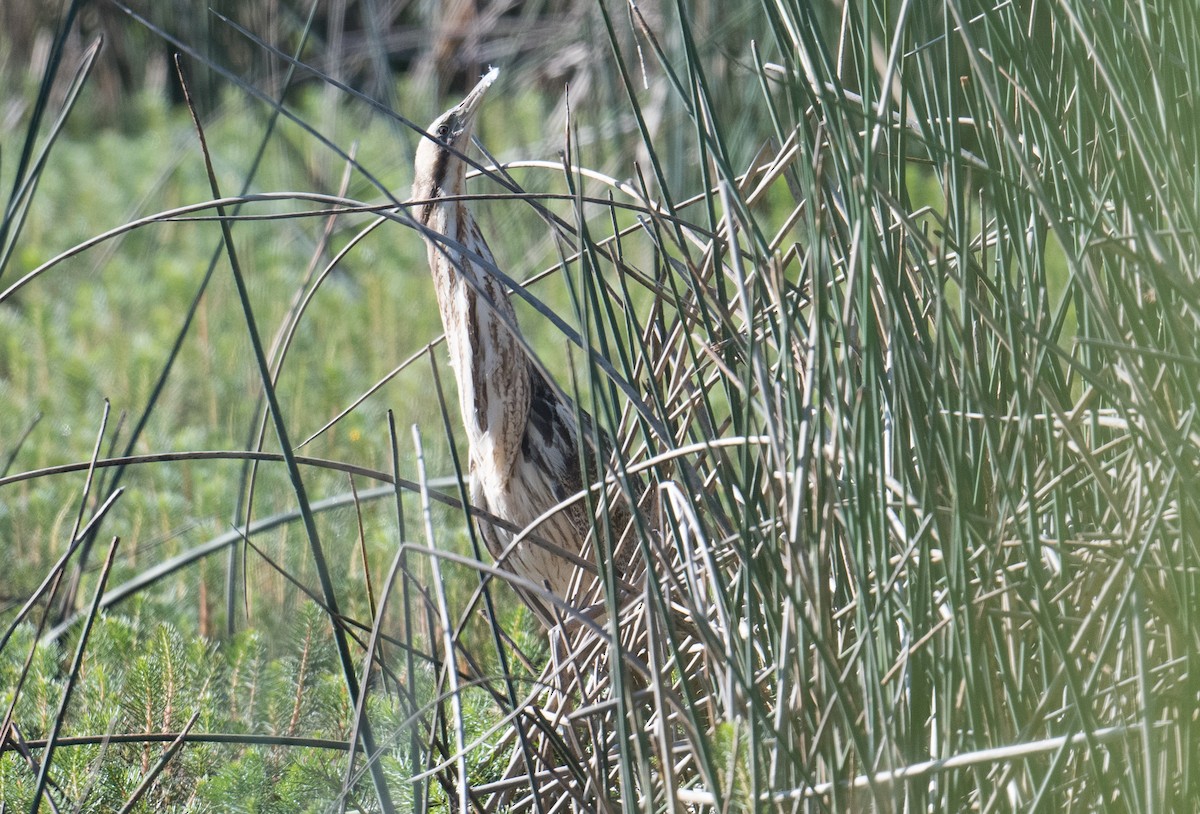 Australasian Bittern - ML627522915