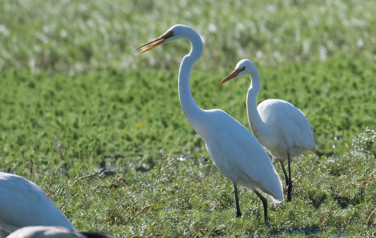 Great Egret - ML627522943