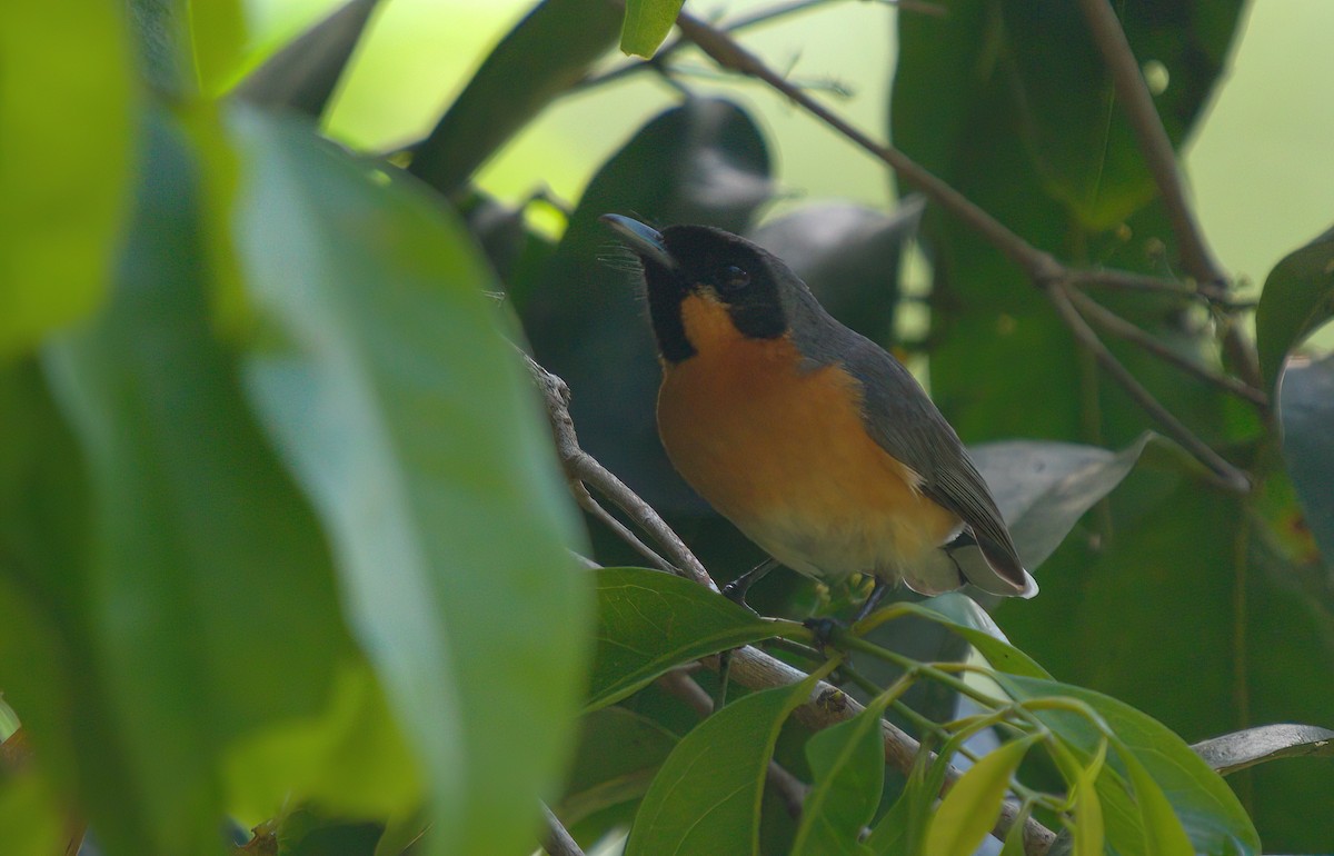 Australian Spectacled Monarch - ML627522953