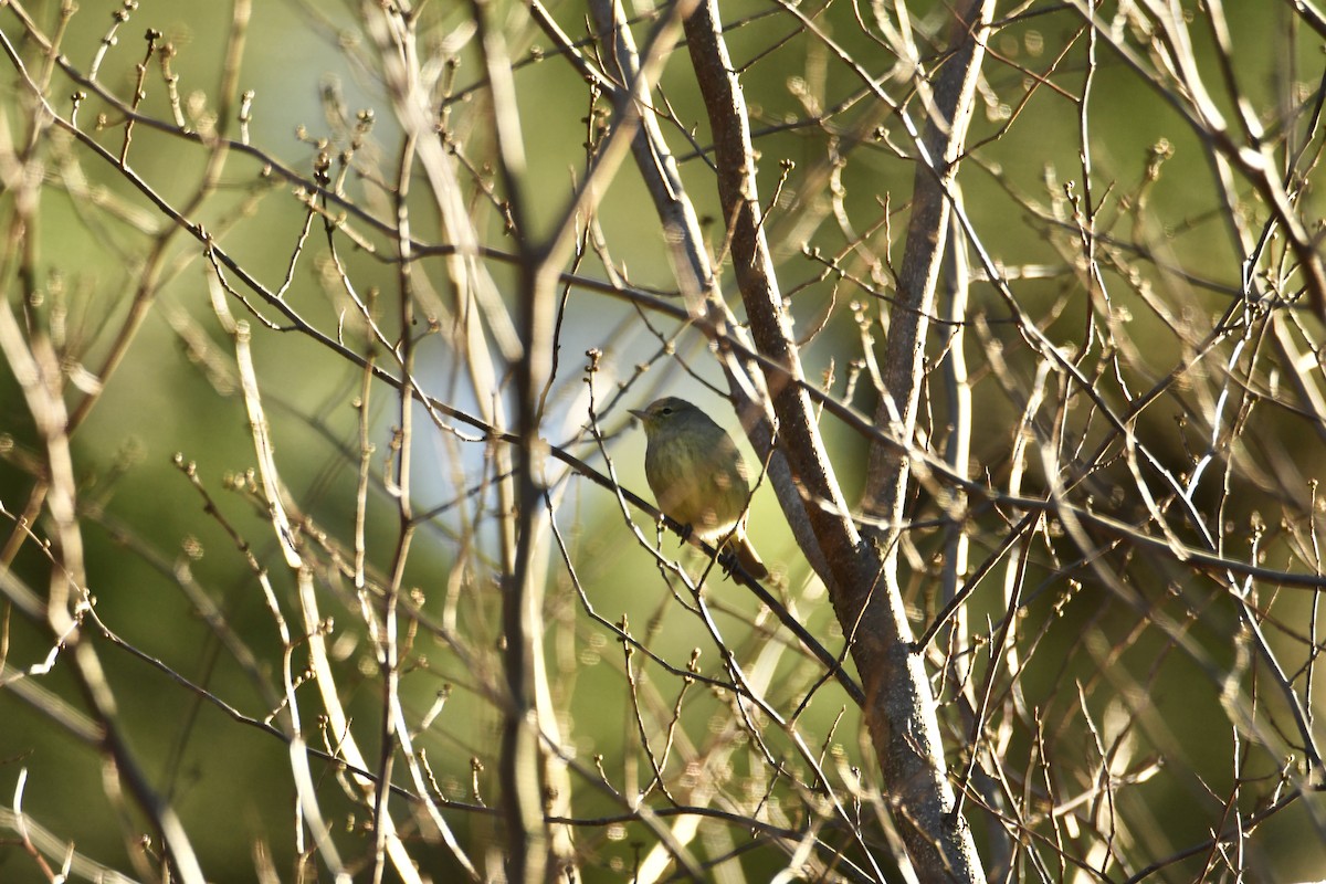 Orange-crowned Warbler - ML627522974