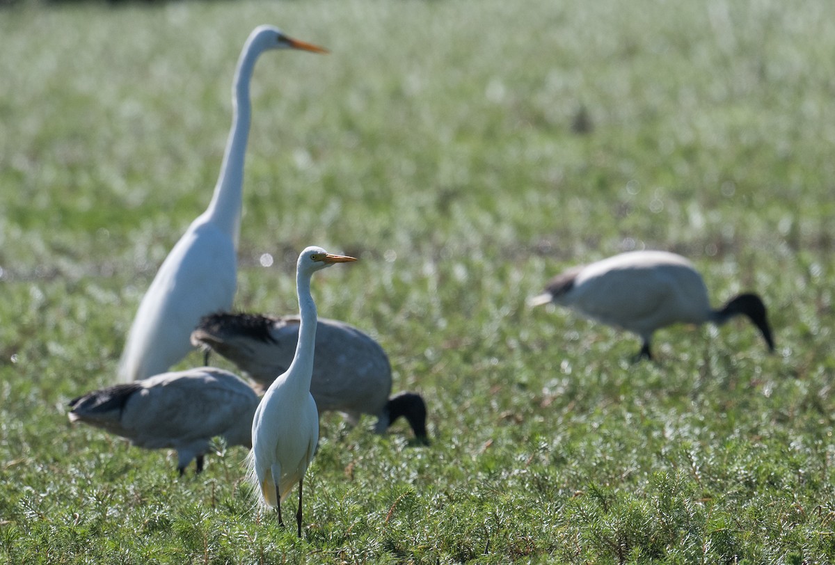 Plumed Egret - ML627522979