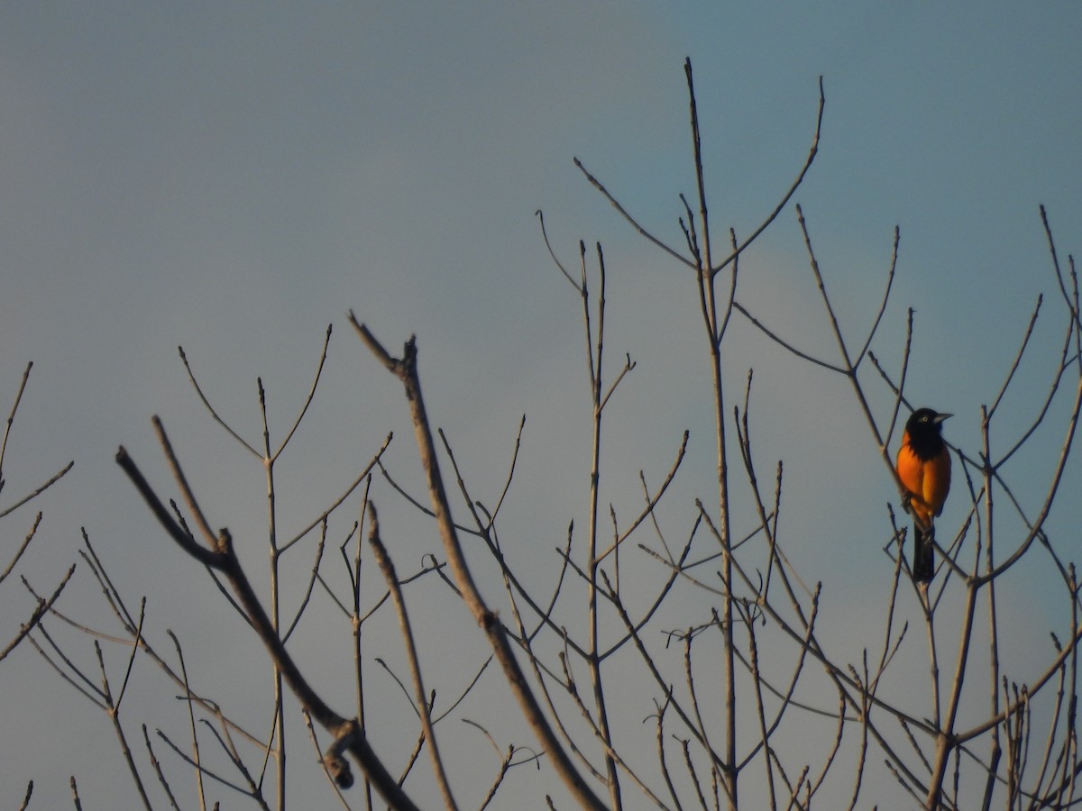 Venezuelan Troupial - ML627523005