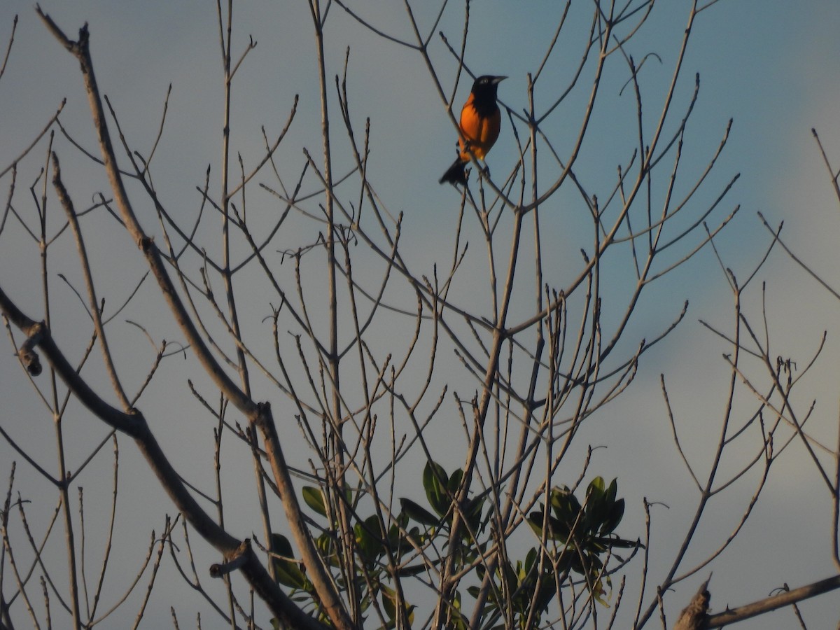 Venezuelan Troupial - ML627523006