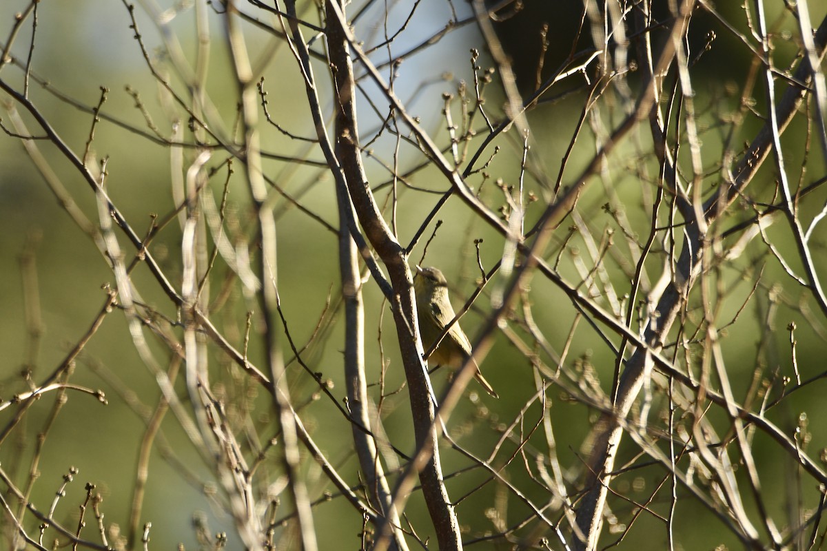 Orange-crowned Warbler - ML627523021
