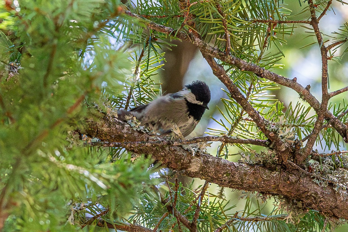 Mexican Chickadee - ML627523030