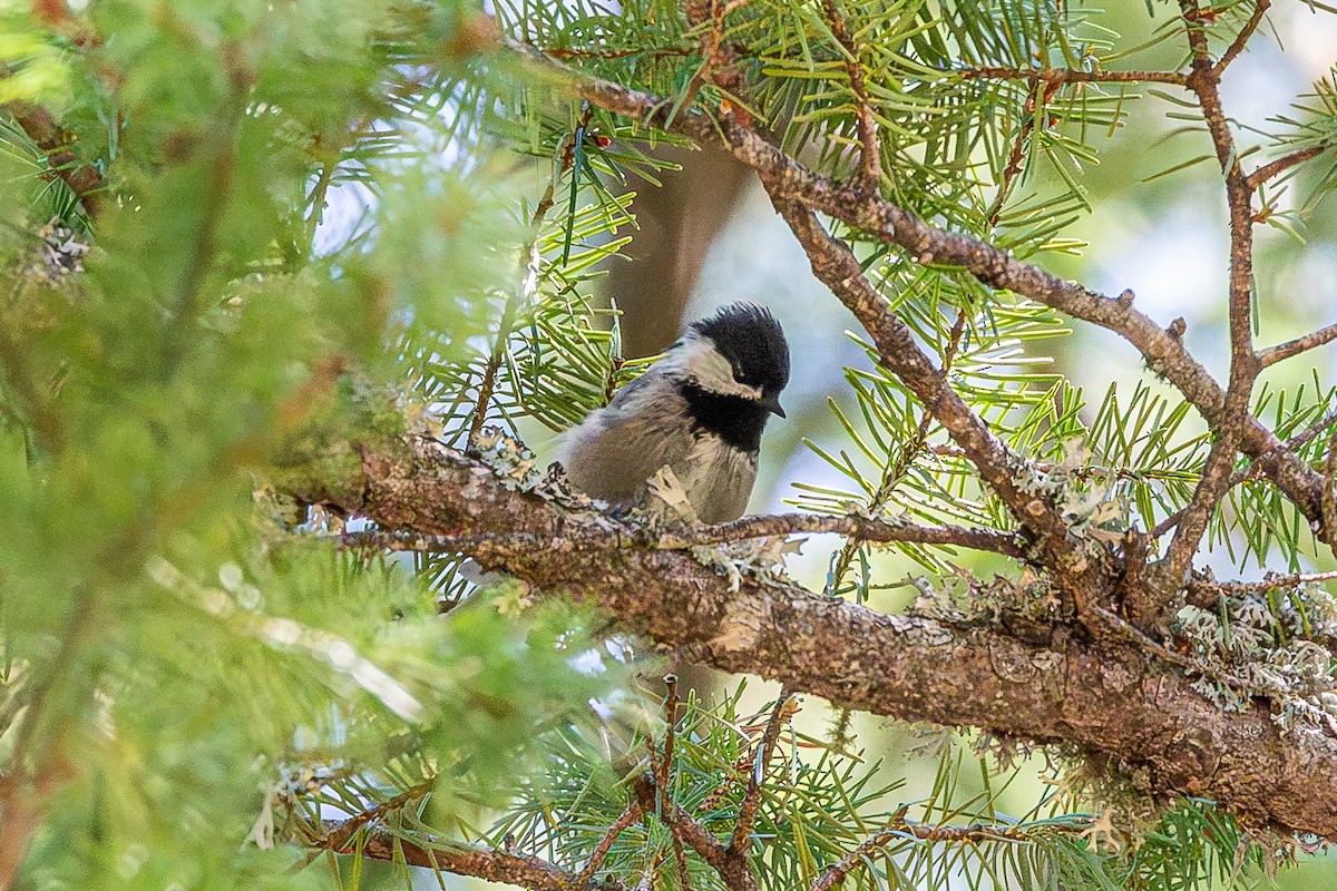 Mexican Chickadee - ML627523031