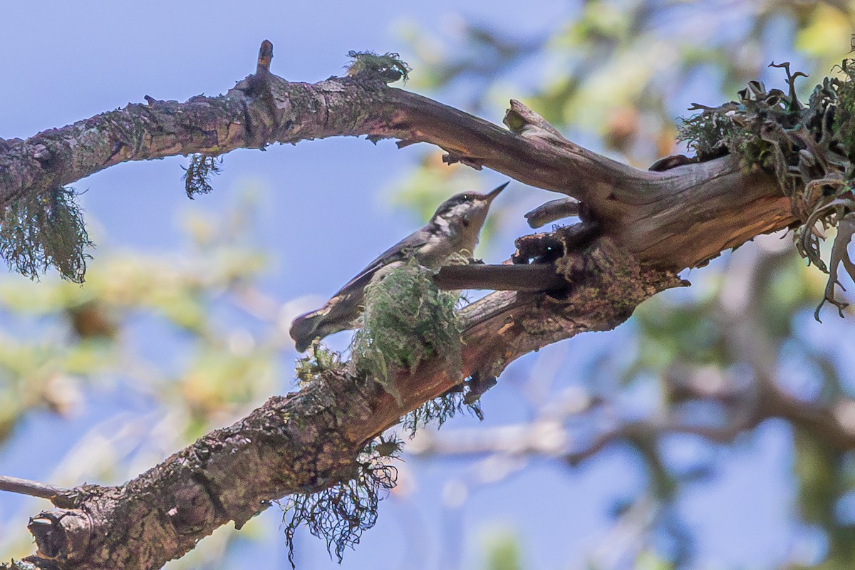 Pygmy Nuthatch - ML627523049