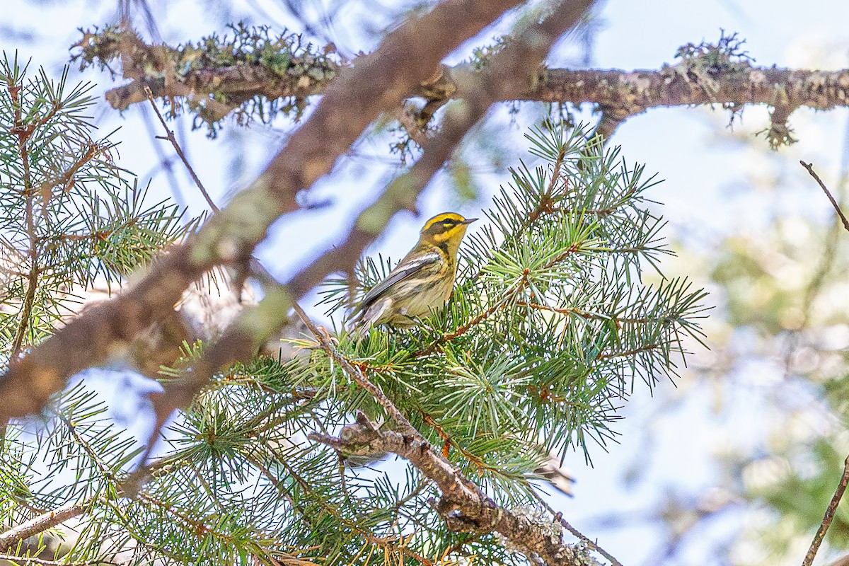 Townsend's Warbler - ML627523080