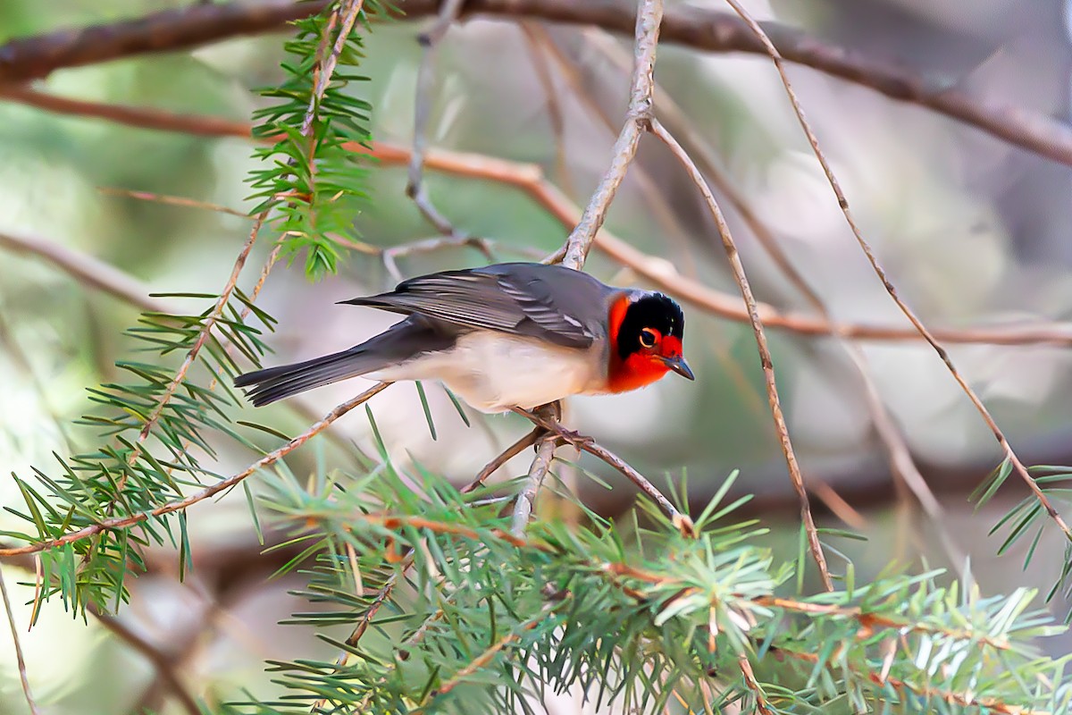 Red-faced Warbler - ML627523118