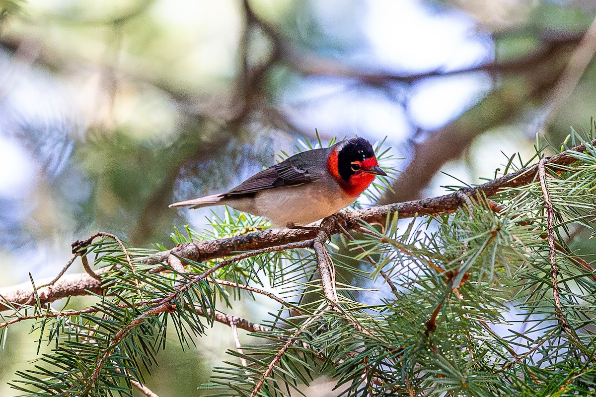 Red-faced Warbler - ML627523121