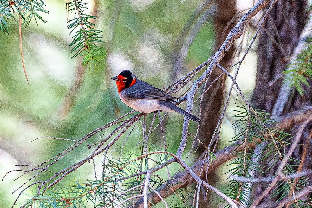 Red-faced Warbler - ML627523123