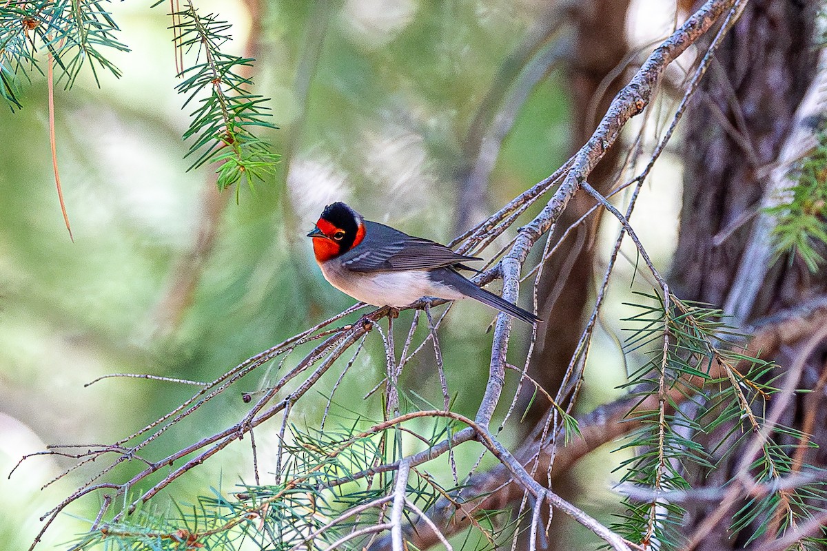 Red-faced Warbler - ML627523125