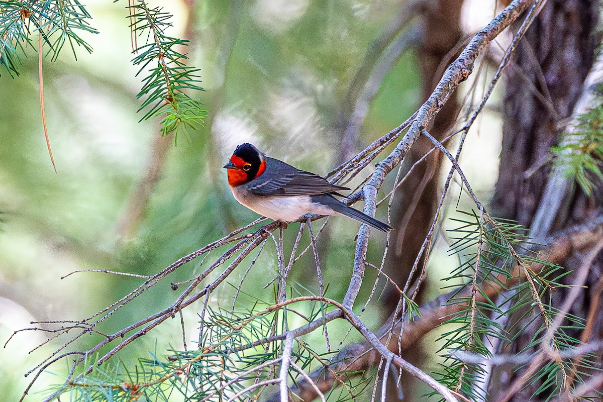 Red-faced Warbler - ML627523127