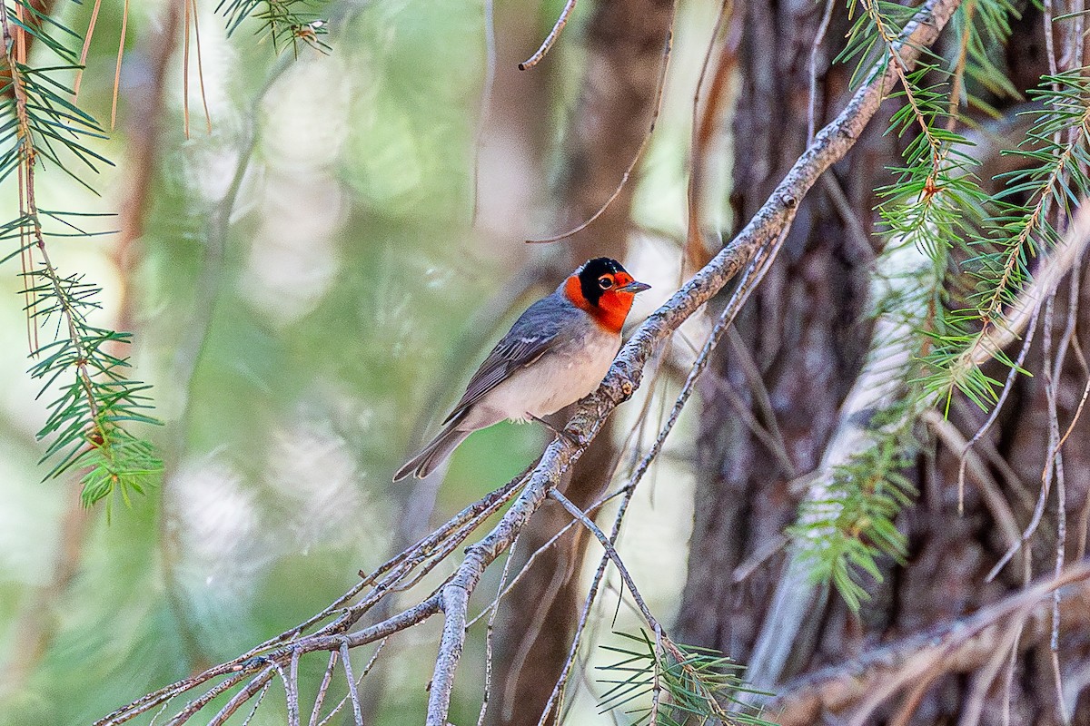 Red-faced Warbler - ML627523129