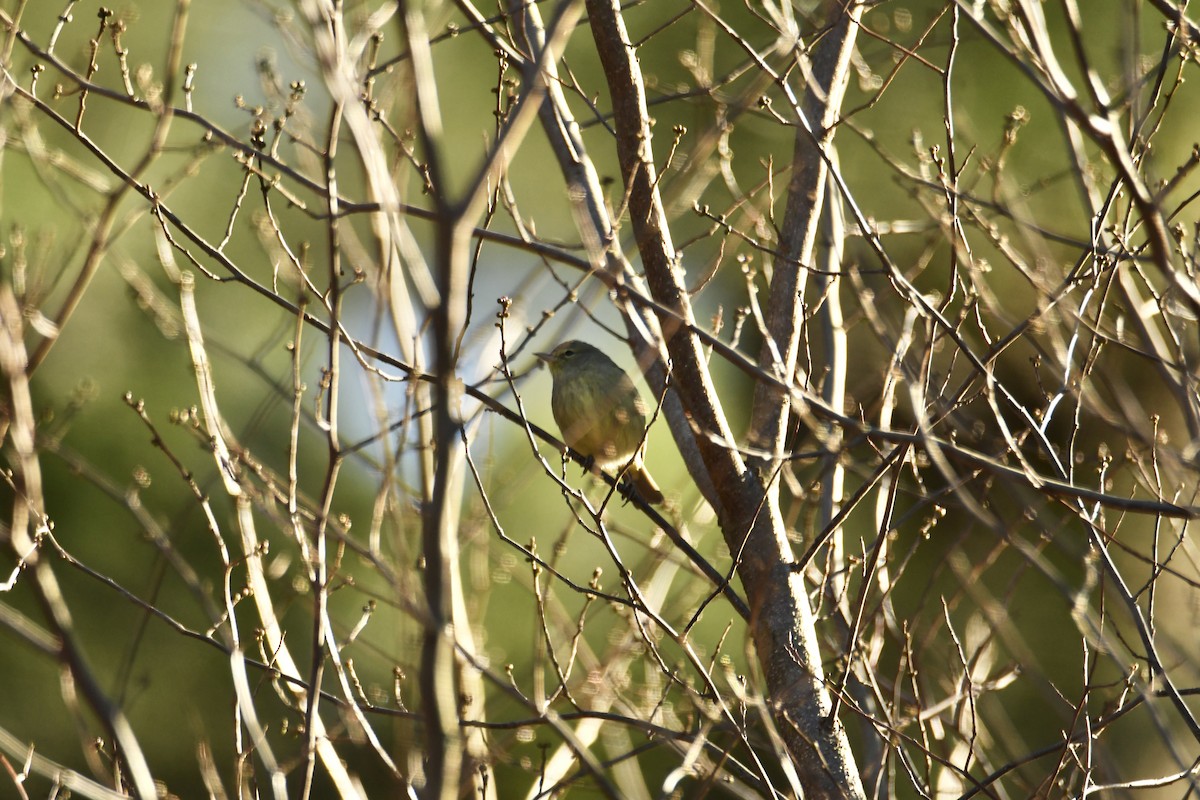 Orange-crowned Warbler - ML627523149
