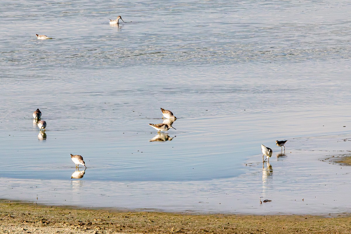 Wilson's Phalarope - ML627523293