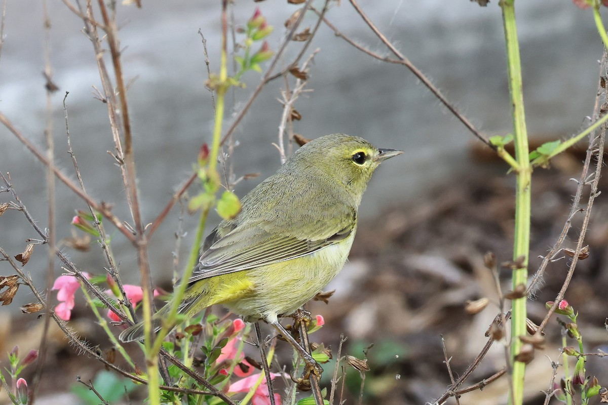 Orange-crowned Warbler - ML627523359