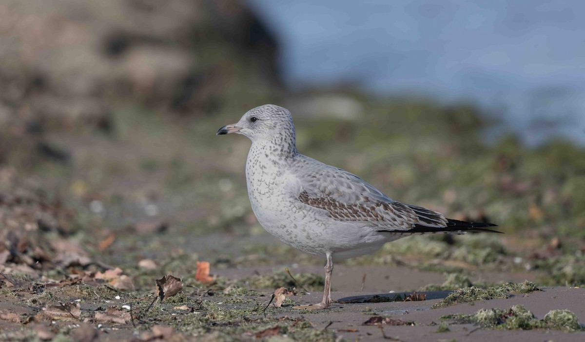 Gaviota de Delaware - ML627523416