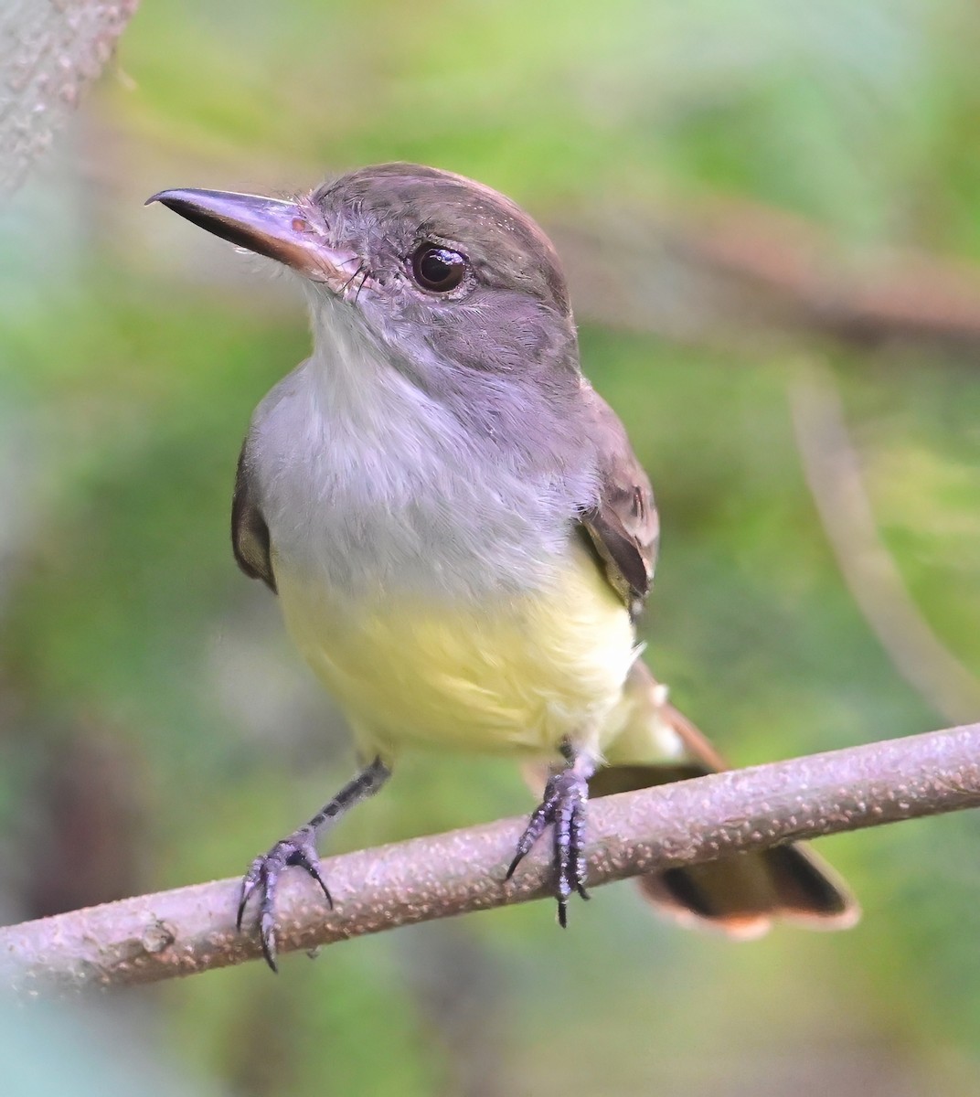 Grenada Flycatcher - ML627523443