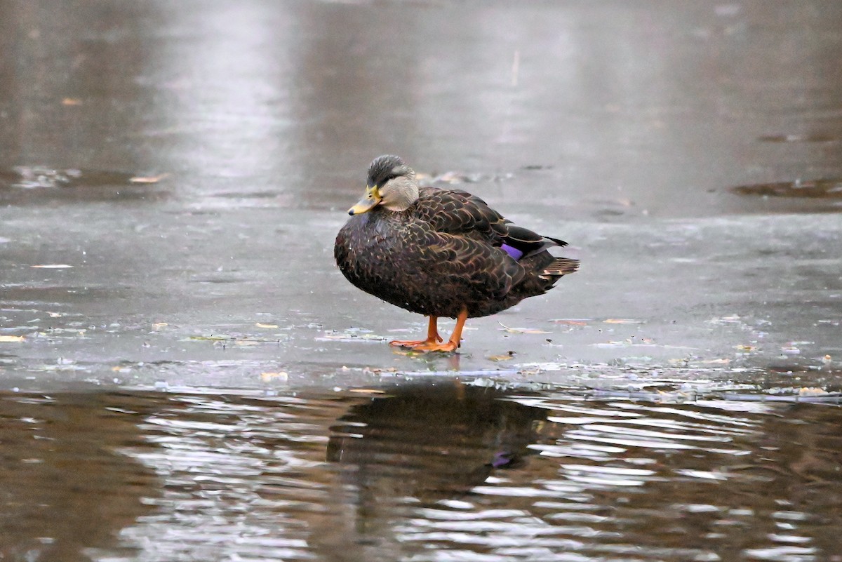 American Black Duck - ML627523537