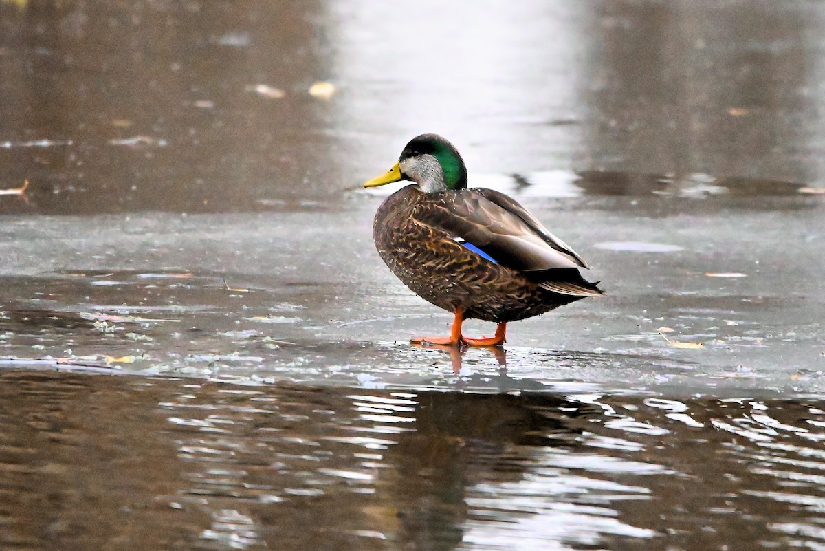 Mallard x American Black Duck (hybrid) - ML627523549