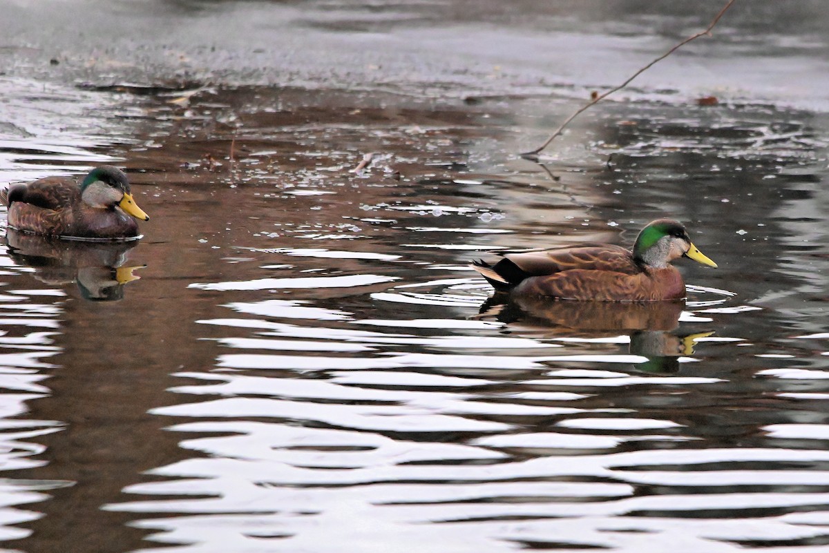 Mallard x American Black Duck (hybrid) - ML627523551
