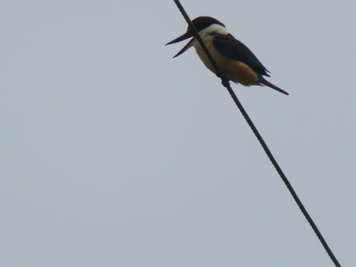 Sacred Kingfisher - ML627523613