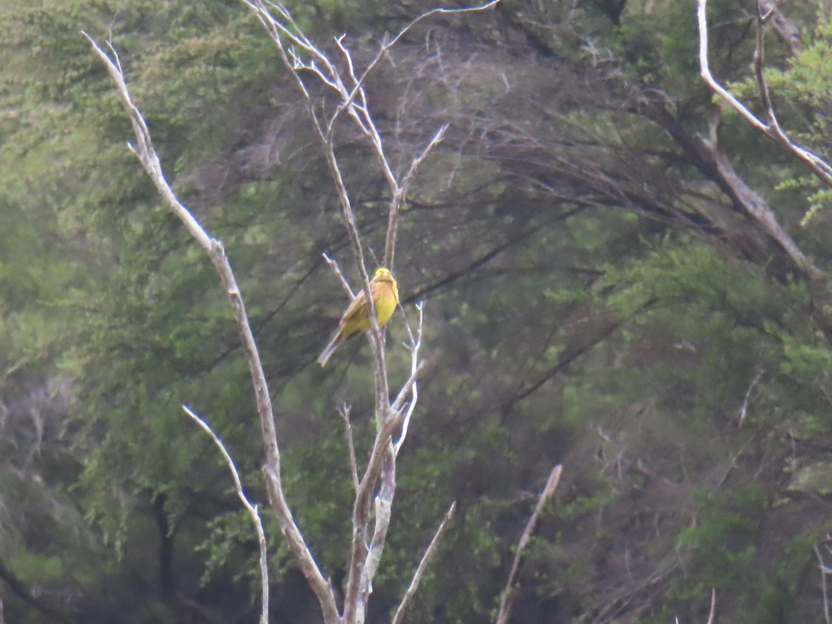 Yellowhammer - ML627523628