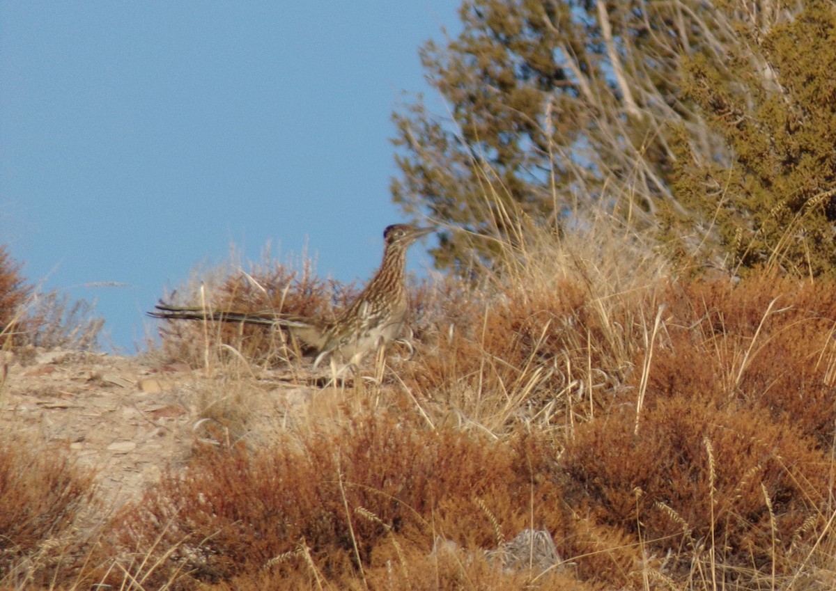 Greater Roadrunner - ML627523721