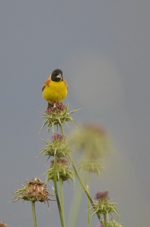 Black-headed Bunting - ML627523759