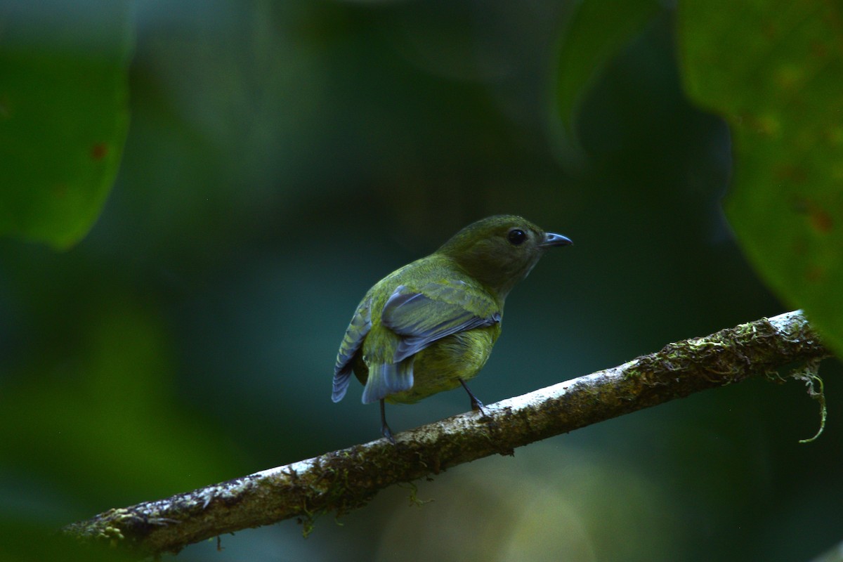 White-ruffed Manakin - ML627523820